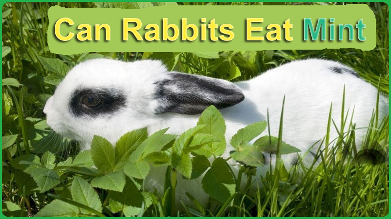 Can Rabbits Eat Mint Leaves, Stems, & Stalk? Yes or Not