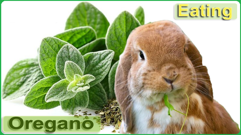 Can Rabbit Eat Oregano? Nutritional Benefits and Feeding Tips - Rabbits Advisor