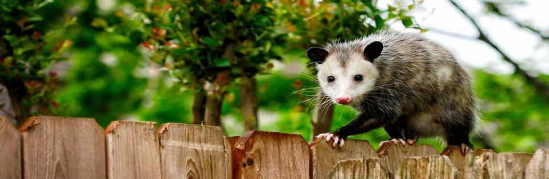 Humane Possum Removal Sydney Cover Image