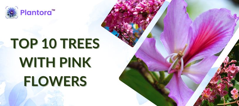 Top 10 Trees With Pink Flowers - Plantora