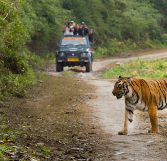 Corbett National Park Jeep Safari | Book Your Safari Online Now!