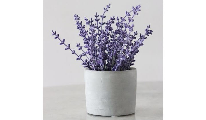 Medicinal Properties Of Lavender