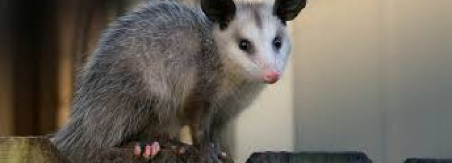 Humane Possum Removal Brisbane Cover Image